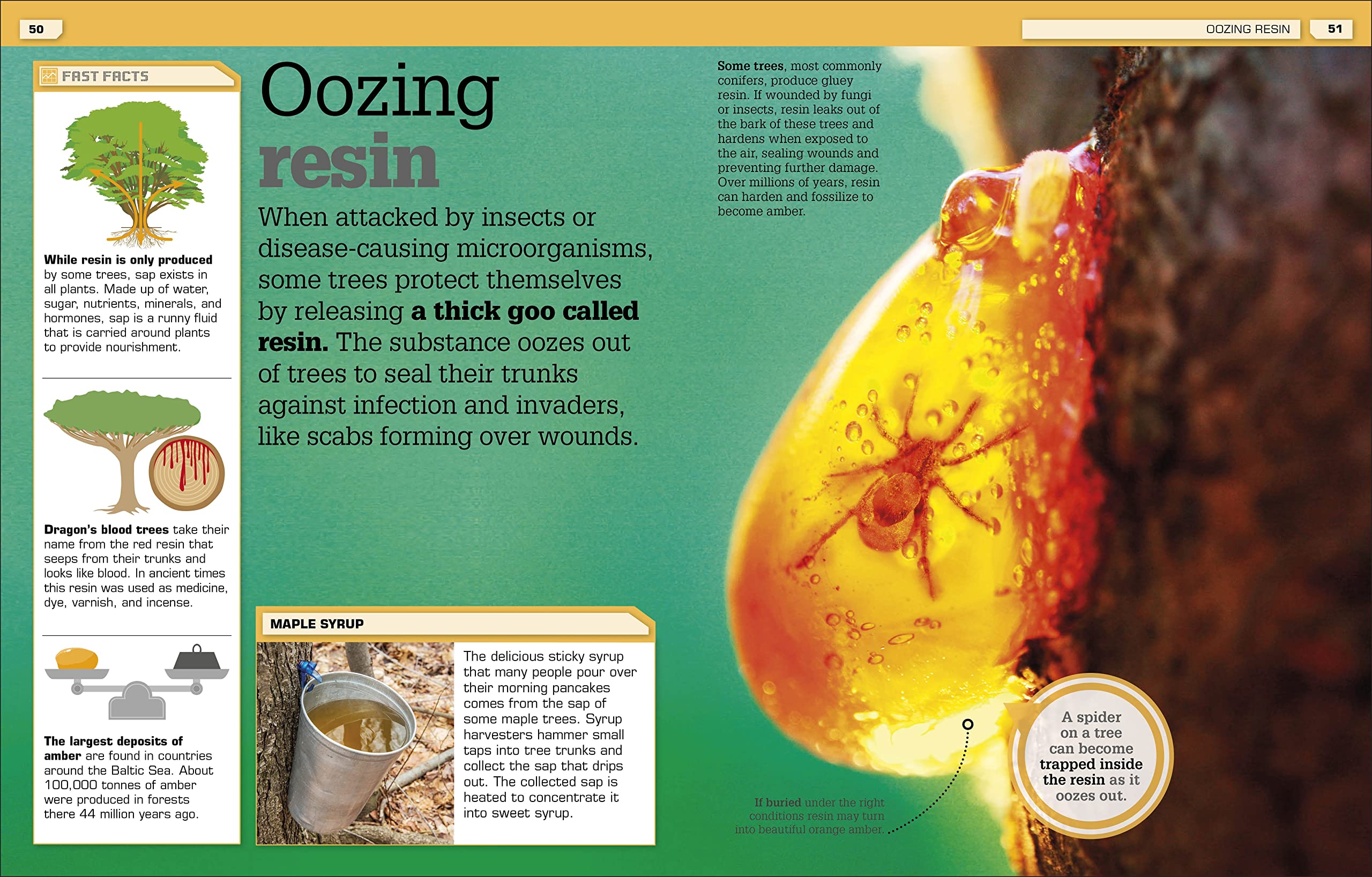 the science of goo!: from saliva and slime to frogspawn and fungus - Ảnh 8