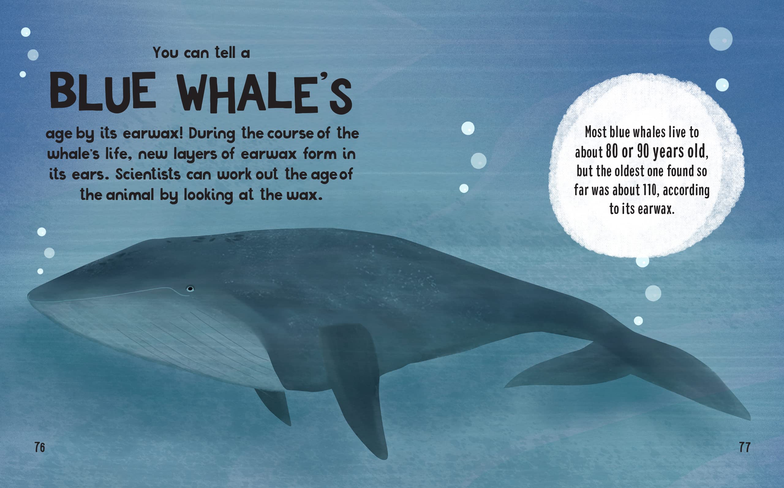 the small and mighty book of oceans: pocket-sized books, massive facts! - Ảnh 11