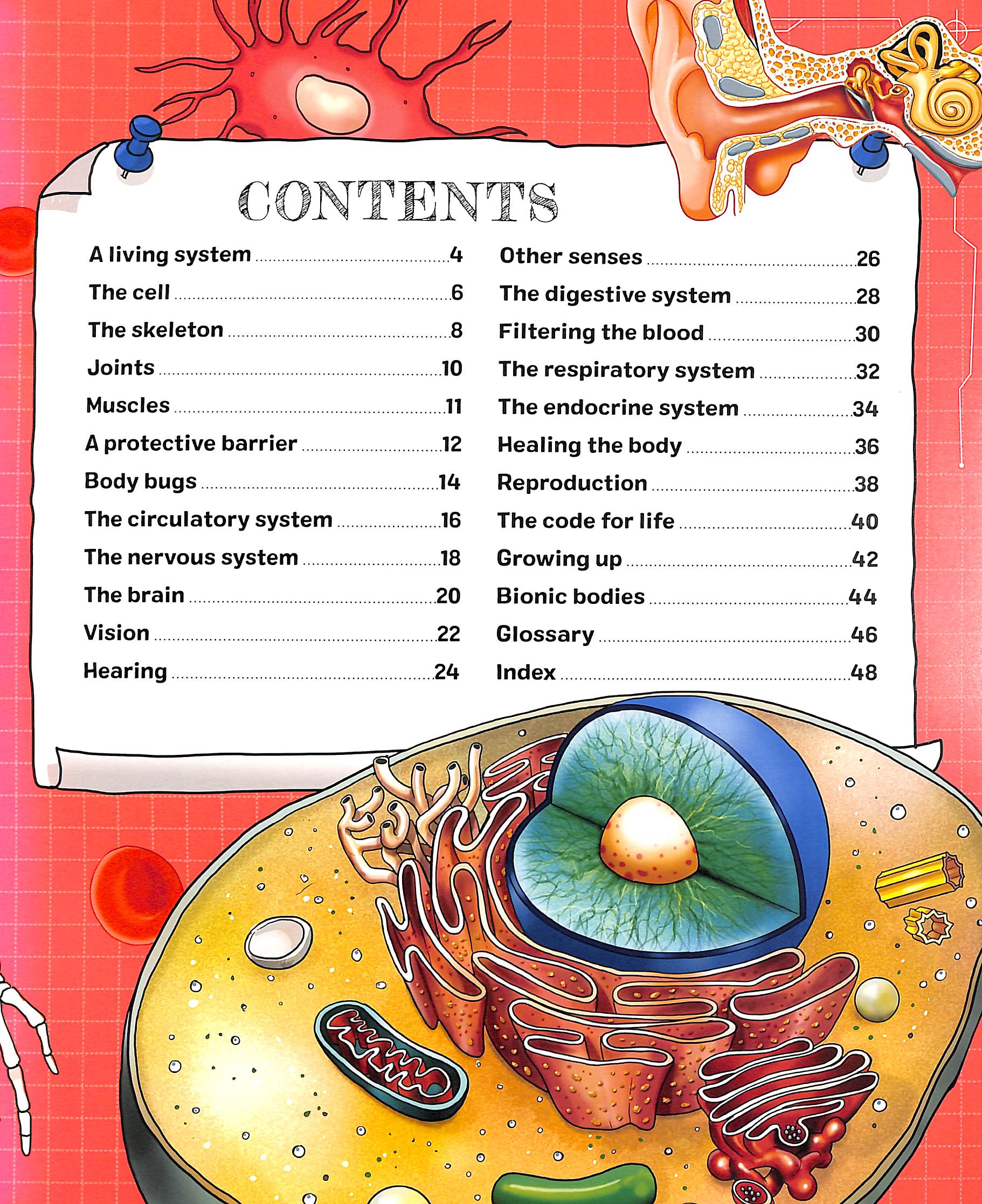 the spectacular science of the human body - Ảnh 3