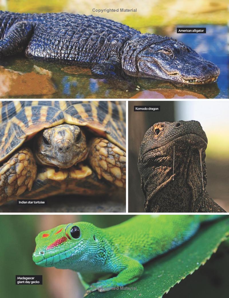 the ultimate book of reptiles - Ảnh 7
