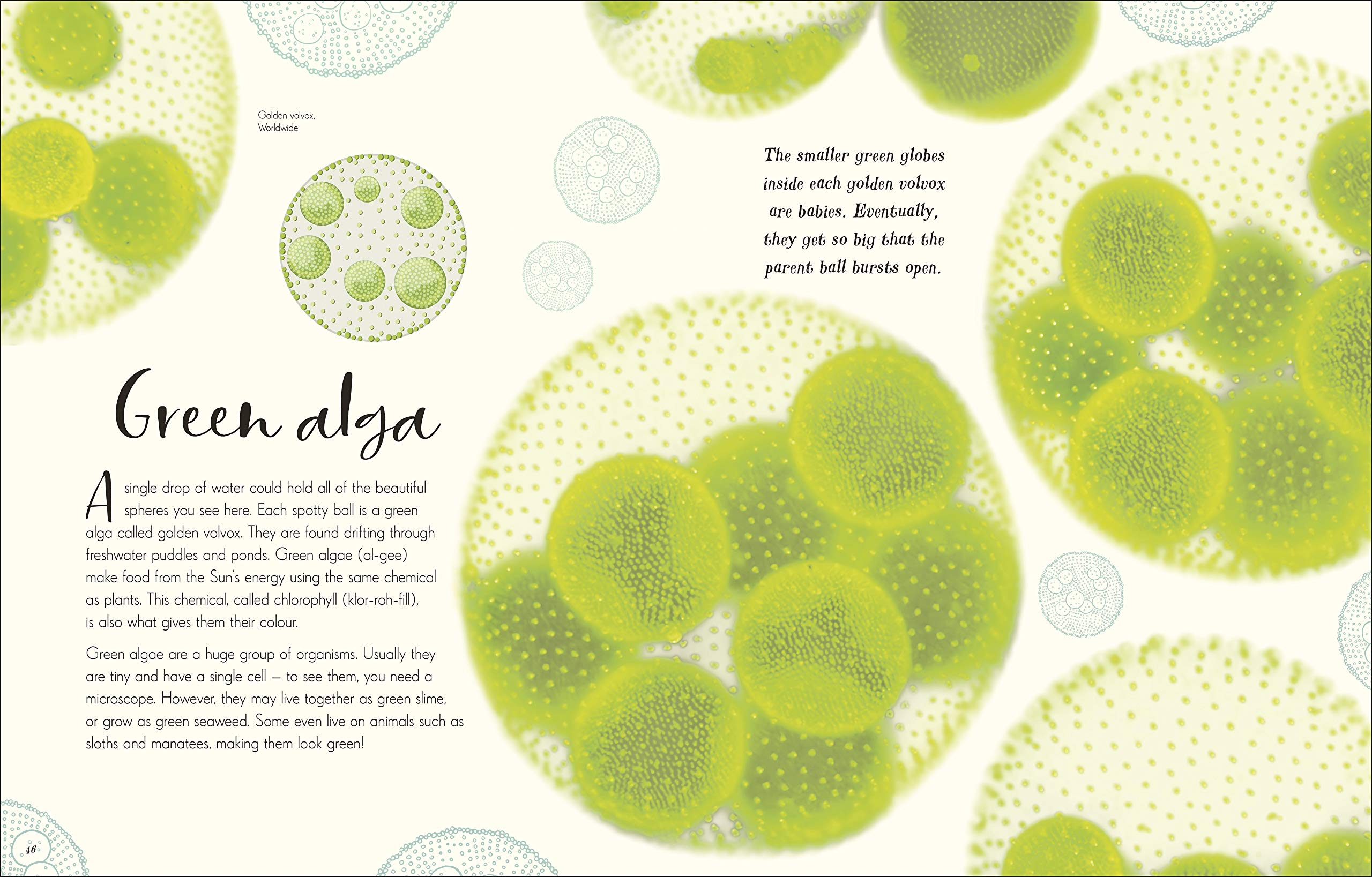 the wonders of nature - Ảnh 4