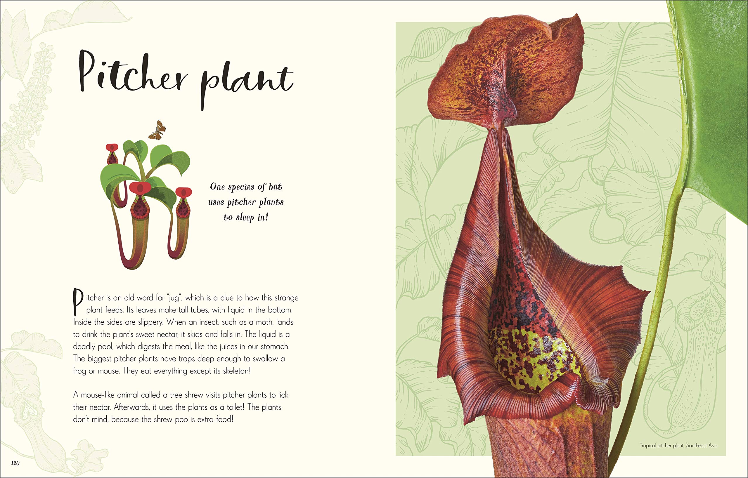 the wonders of nature - Ảnh 6