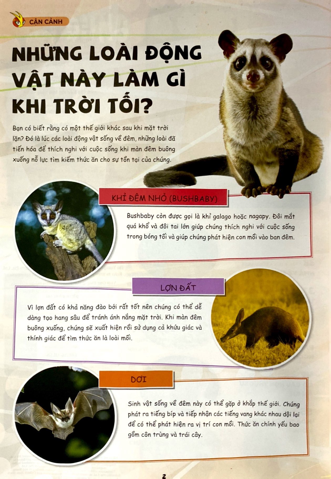 the young scientists - truyện tranh khoa học cho trẻ em - level 3 - tập 12 - con cá mập xấu xí - Ảnh 3