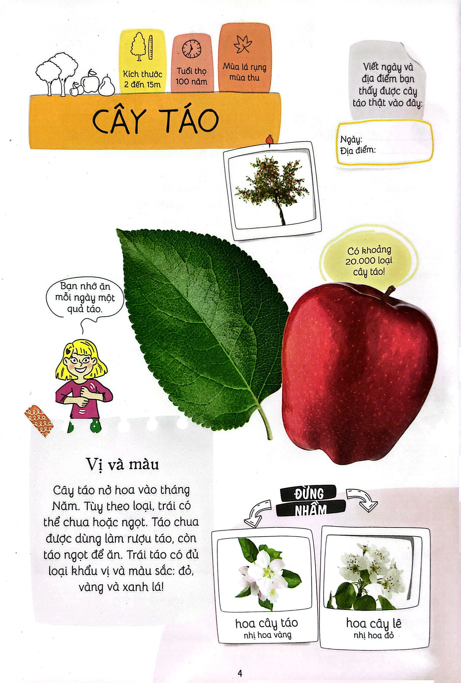 thiên nhiên muôn màu - stem - em nhận biết các loài cây - Ảnh 6