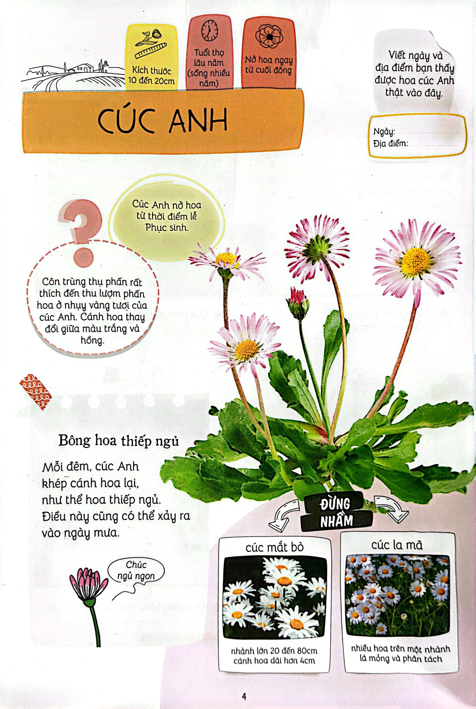 thiên nhiên muôn màu - stem - em nhận biết các loài hoa - Ảnh 6