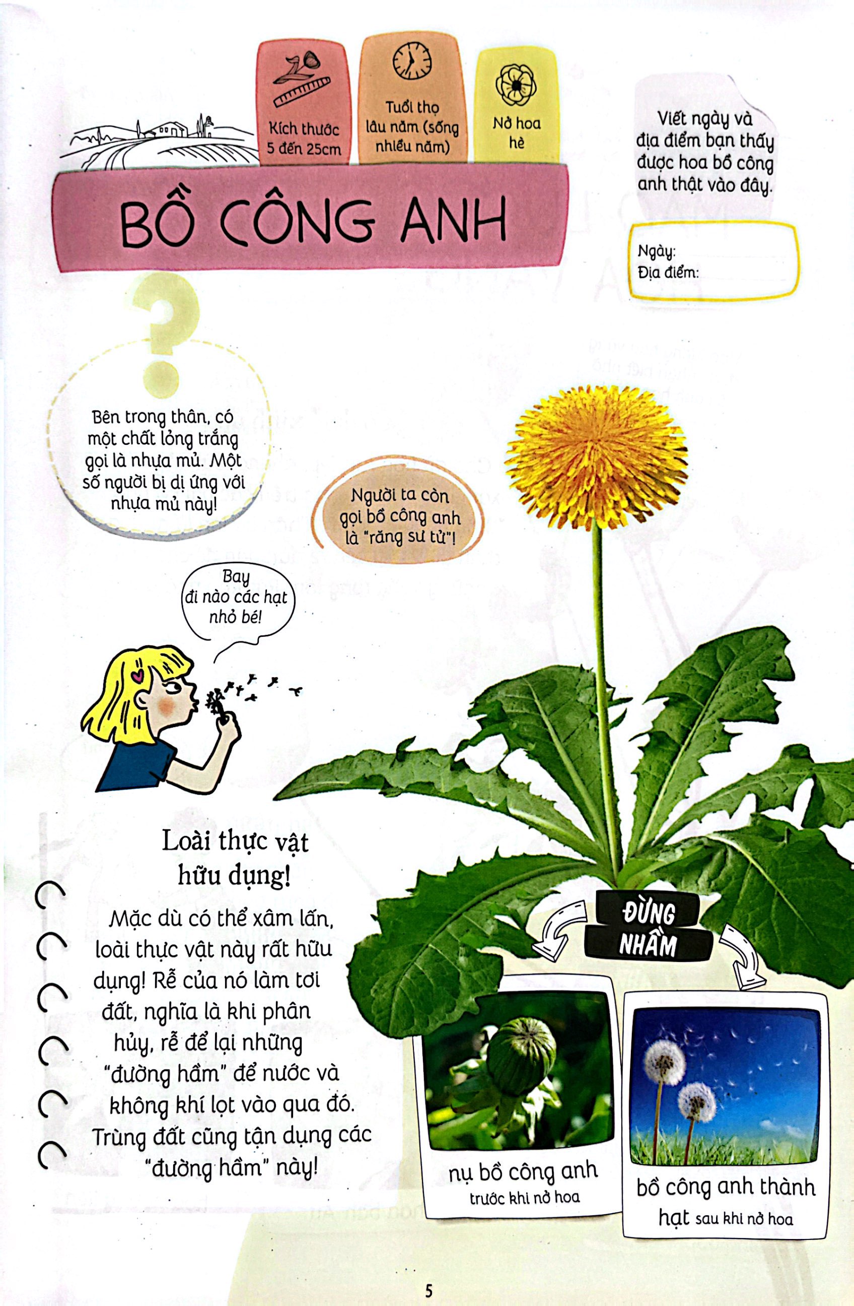 thiên nhiên muôn màu - stem - em nhận biết các loài hoa - Ảnh 7