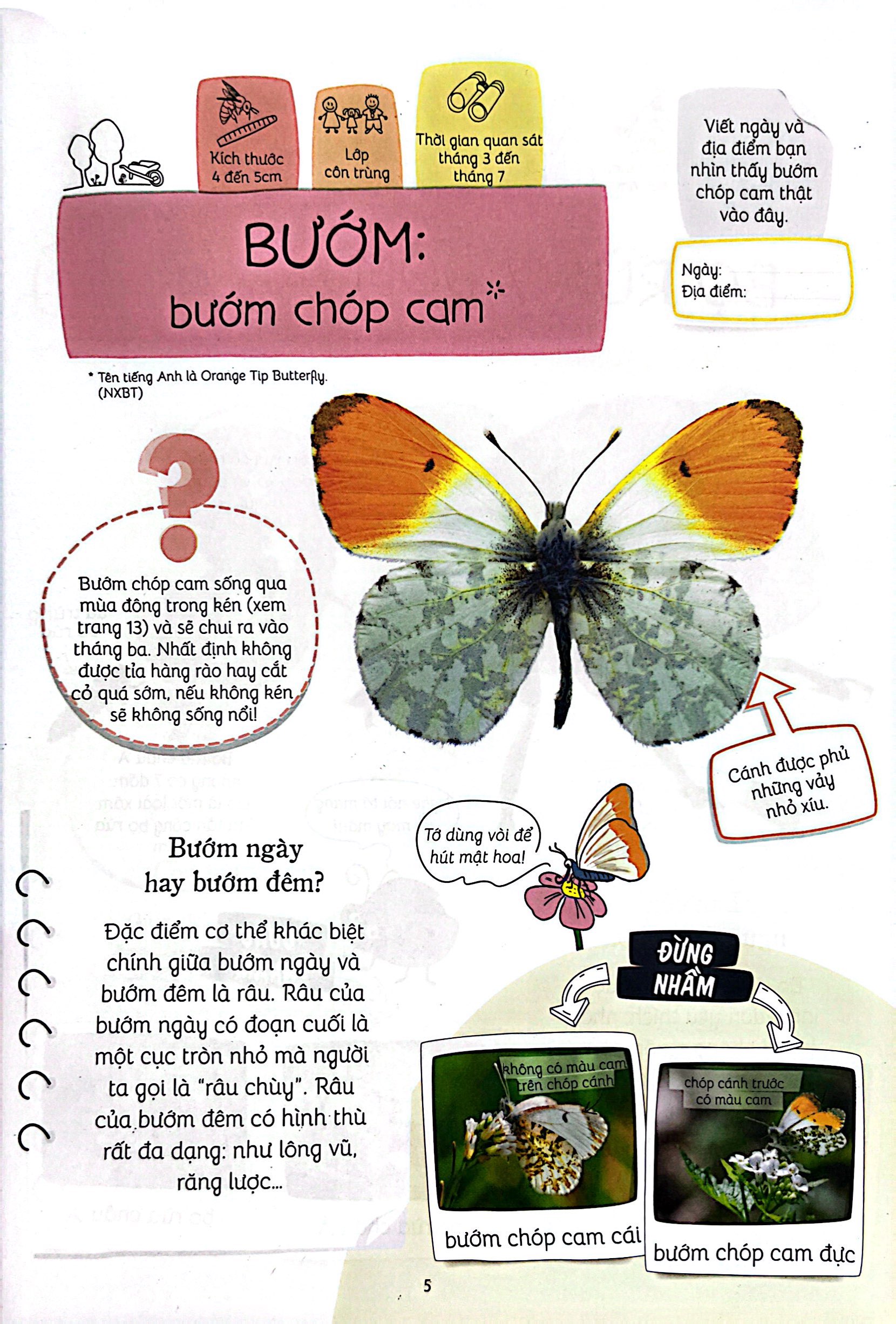 thiên nhiên muôn màu - stem - em nhận biết các loài vật nhỏ bé - Ảnh 7