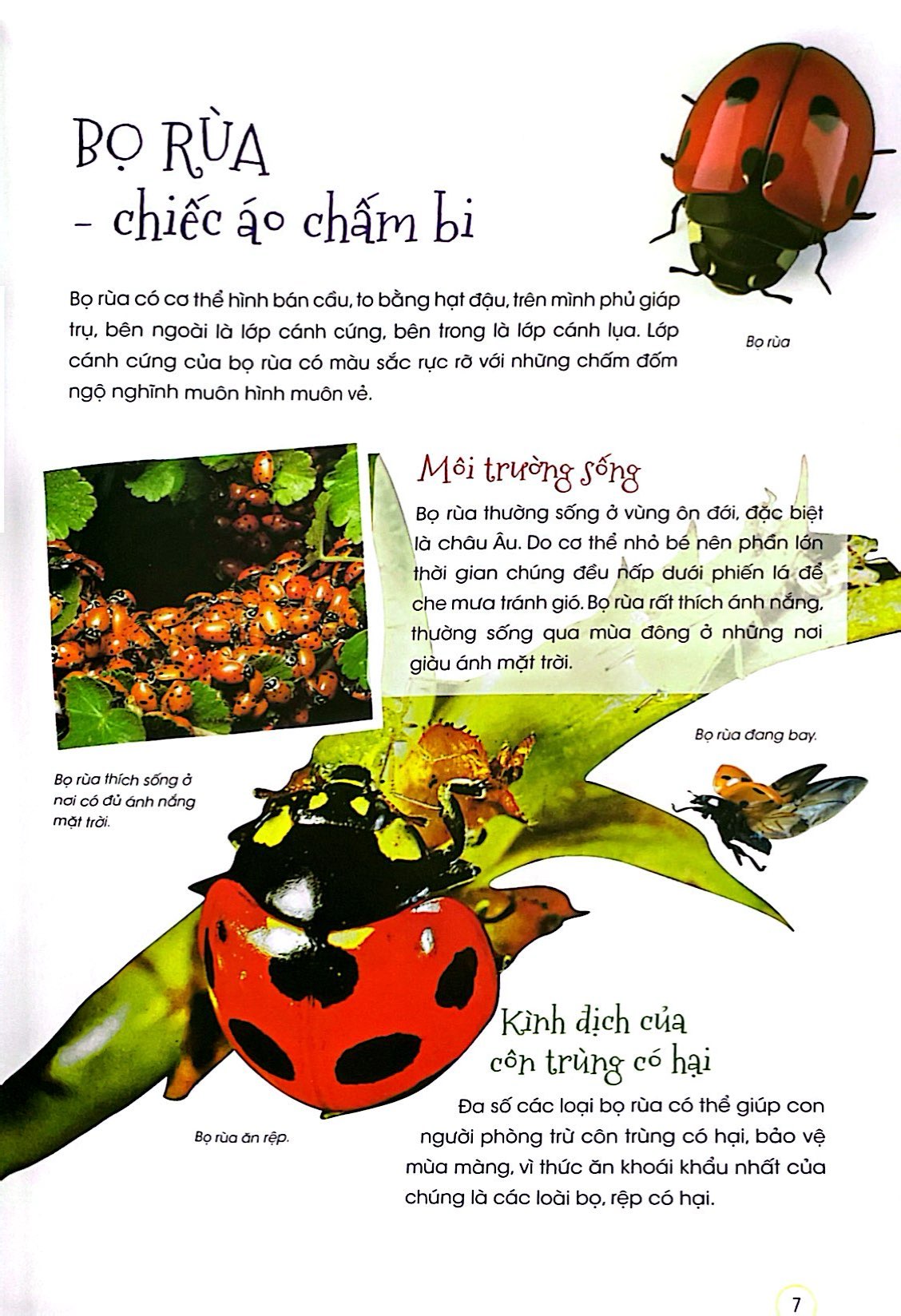 thiên nhiên - những bí mật còn ẩn giấu - động vật đáng yêu - Ảnh 6