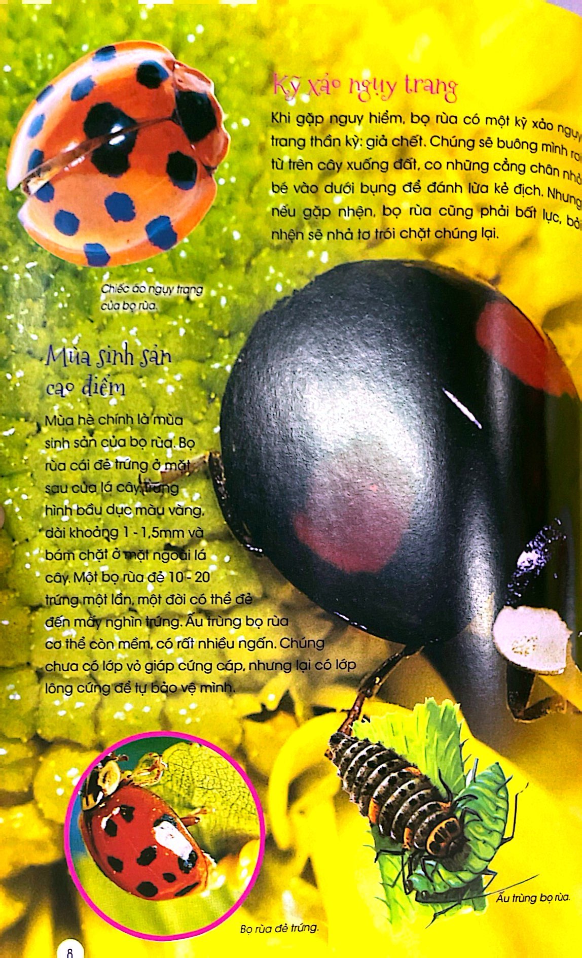 thiên nhiên - những bí mật còn ẩn giấu - động vật đáng yêu - Ảnh 7