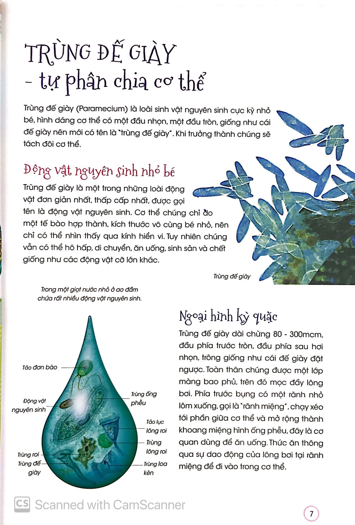 thiên nhiên - những bí mật con ân giấu - động vật kỳ quặc - Ảnh 4