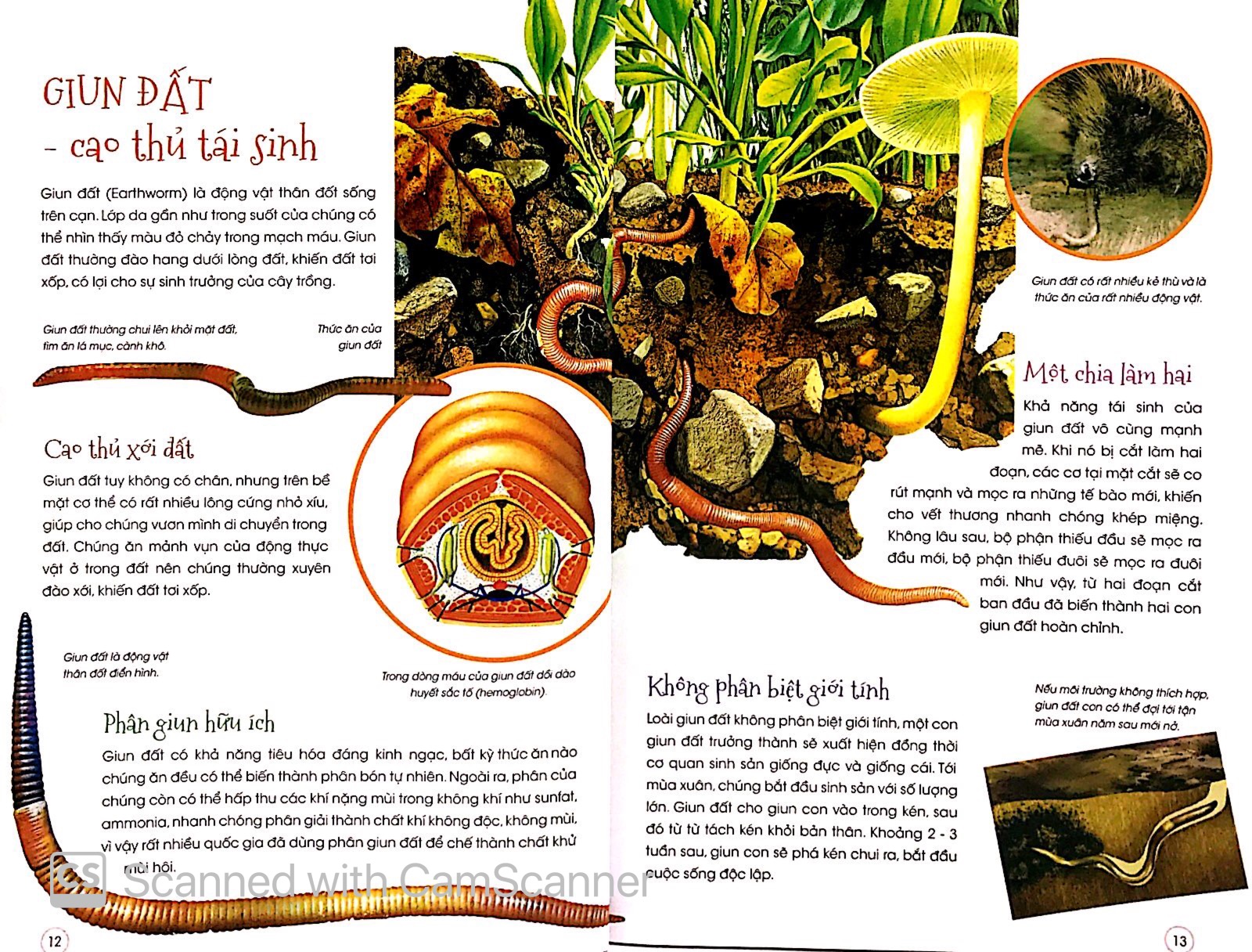 thiên nhiên - những bí mật con ân giấu - động vật kỳ quặc - Ảnh 7