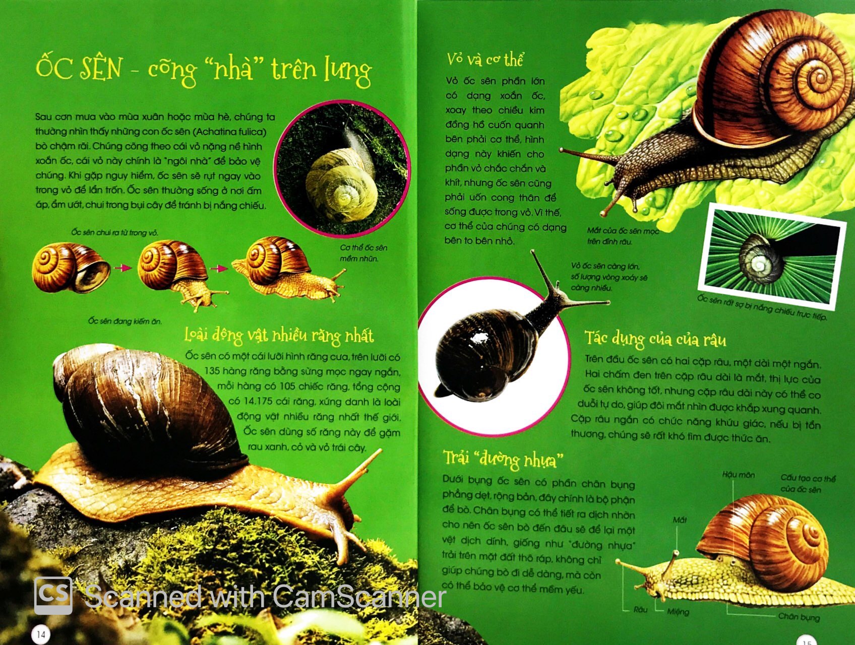 thiên nhiên - những bí mật con ân giấu - động vật kỳ quặc - Ảnh 8