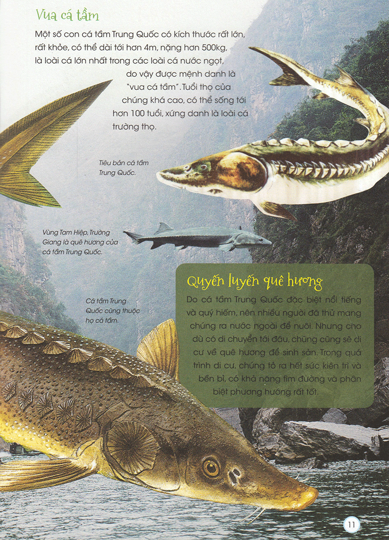 thiên nhiên - những bí mật còn ẩn giấu - động vật quý hiếm - Ảnh 10