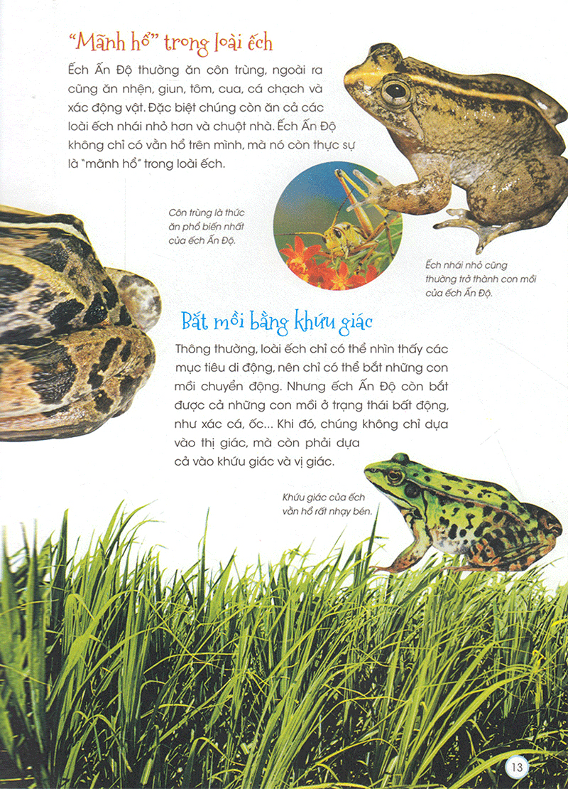 thiên nhiên - những bí mật còn ẩn giấu - động vật quý hiếm - Ảnh 12