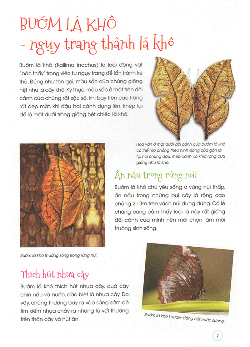 thiên nhiên - những bí mật còn ẩn giấu - động vật quý hiếm - Ảnh 6