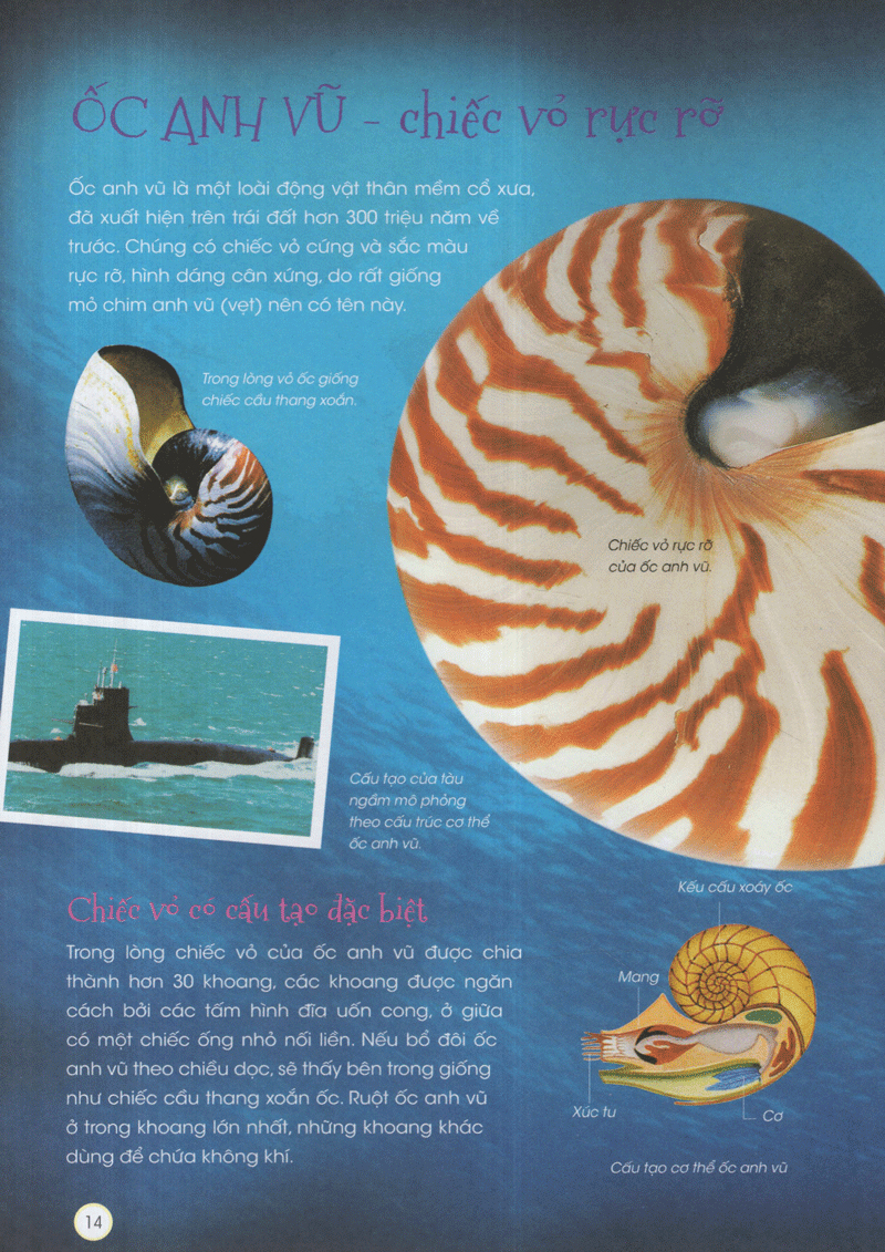 thiên nhiên - những bí mật còn ẩn giấu - động vật xinh đẹp - Ảnh 10