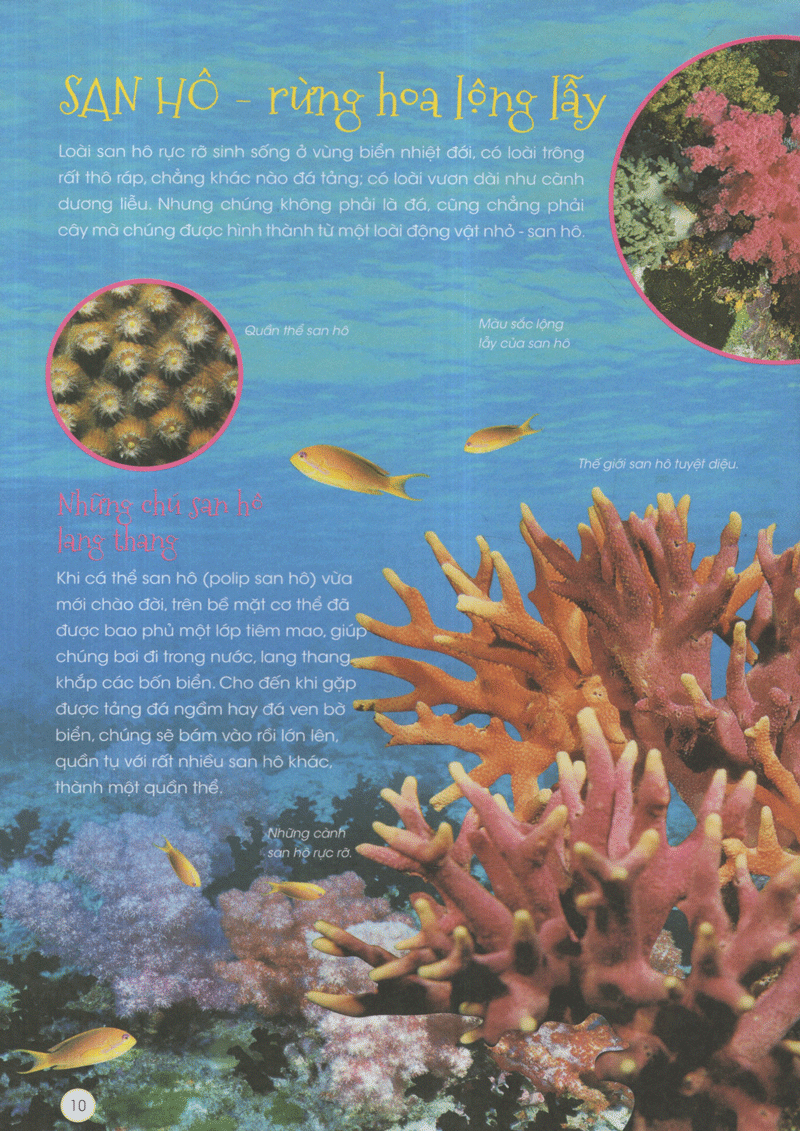 thiên nhiên - những bí mật còn ẩn giấu - động vật xinh đẹp - Ảnh 6