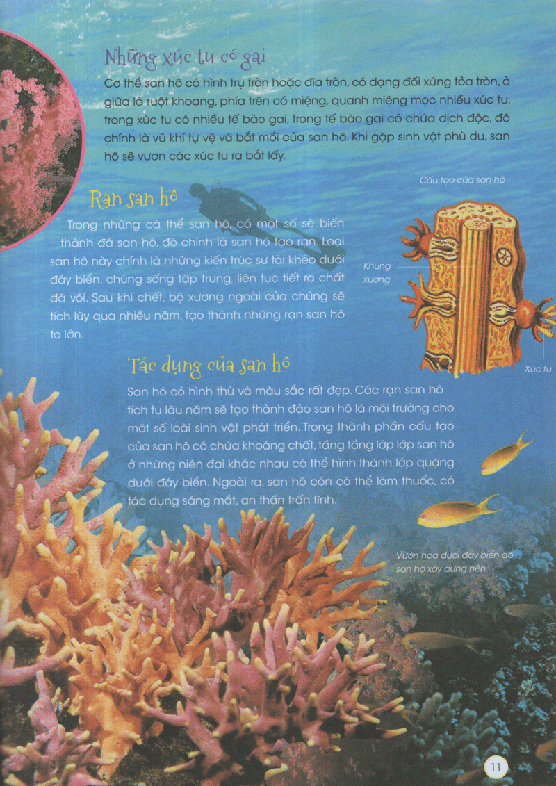 thiên nhiên - những bí mật còn ẩn giấu - động vật xinh đẹp - Ảnh 7