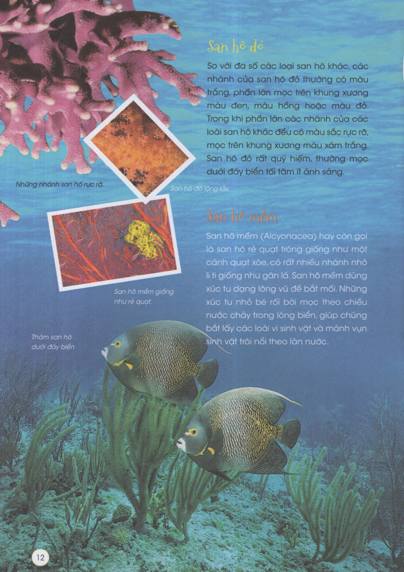 thiên nhiên - những bí mật còn ẩn giấu - động vật xinh đẹp - Ảnh 8