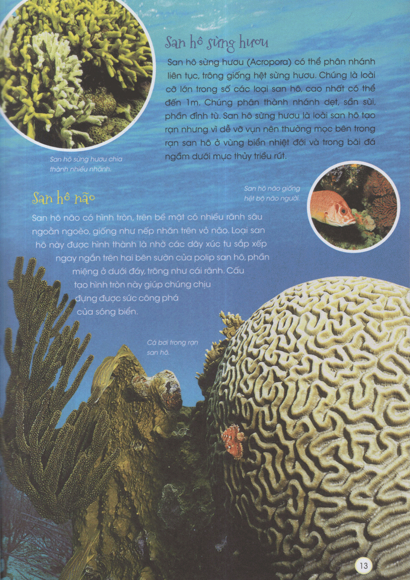 thiên nhiên - những bí mật còn ẩn giấu - động vật xinh đẹp - Ảnh 9