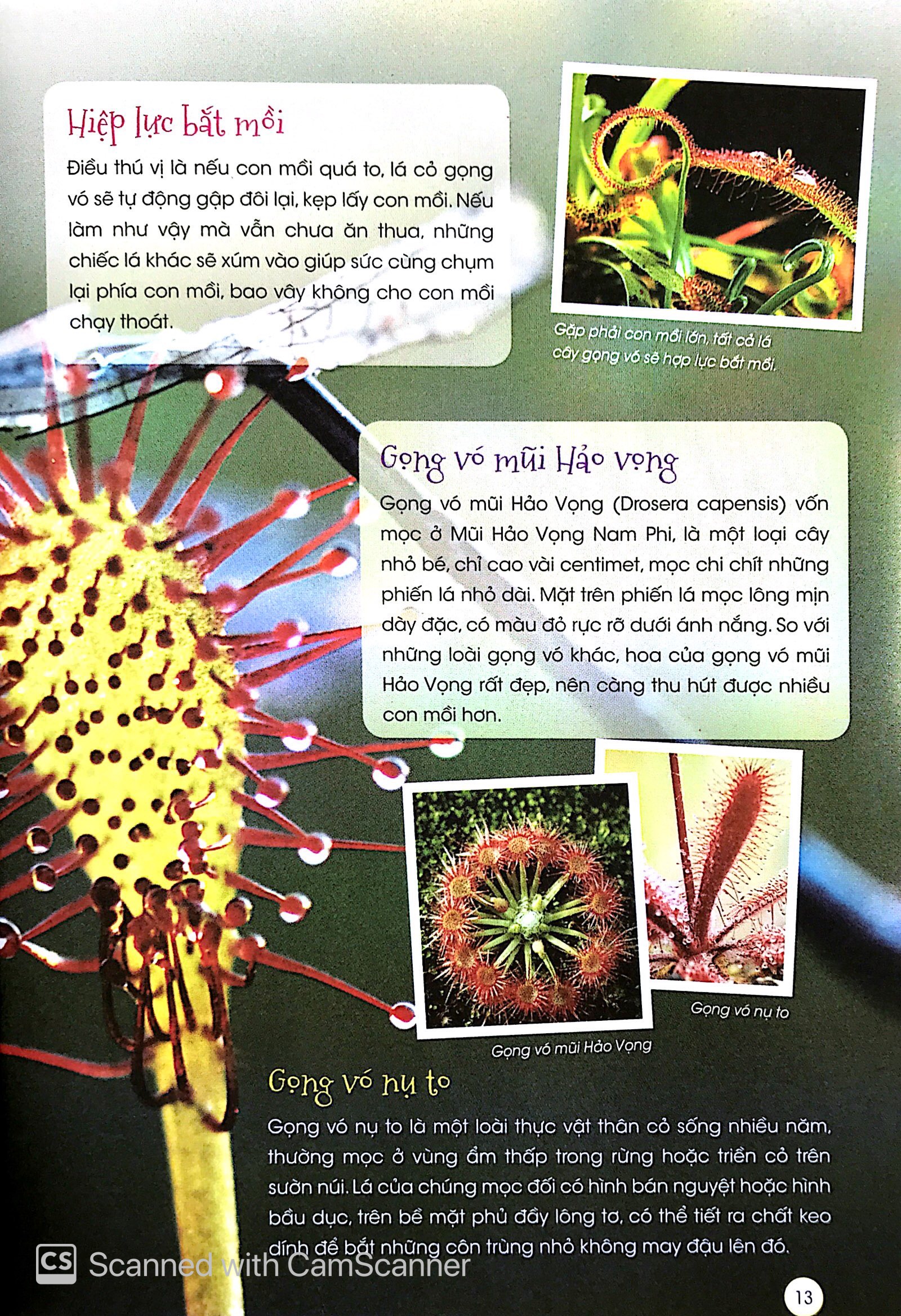 thiên nhiên - những bí mật còn ẩn giấu - thực vật thần kỳ - Ảnh 10