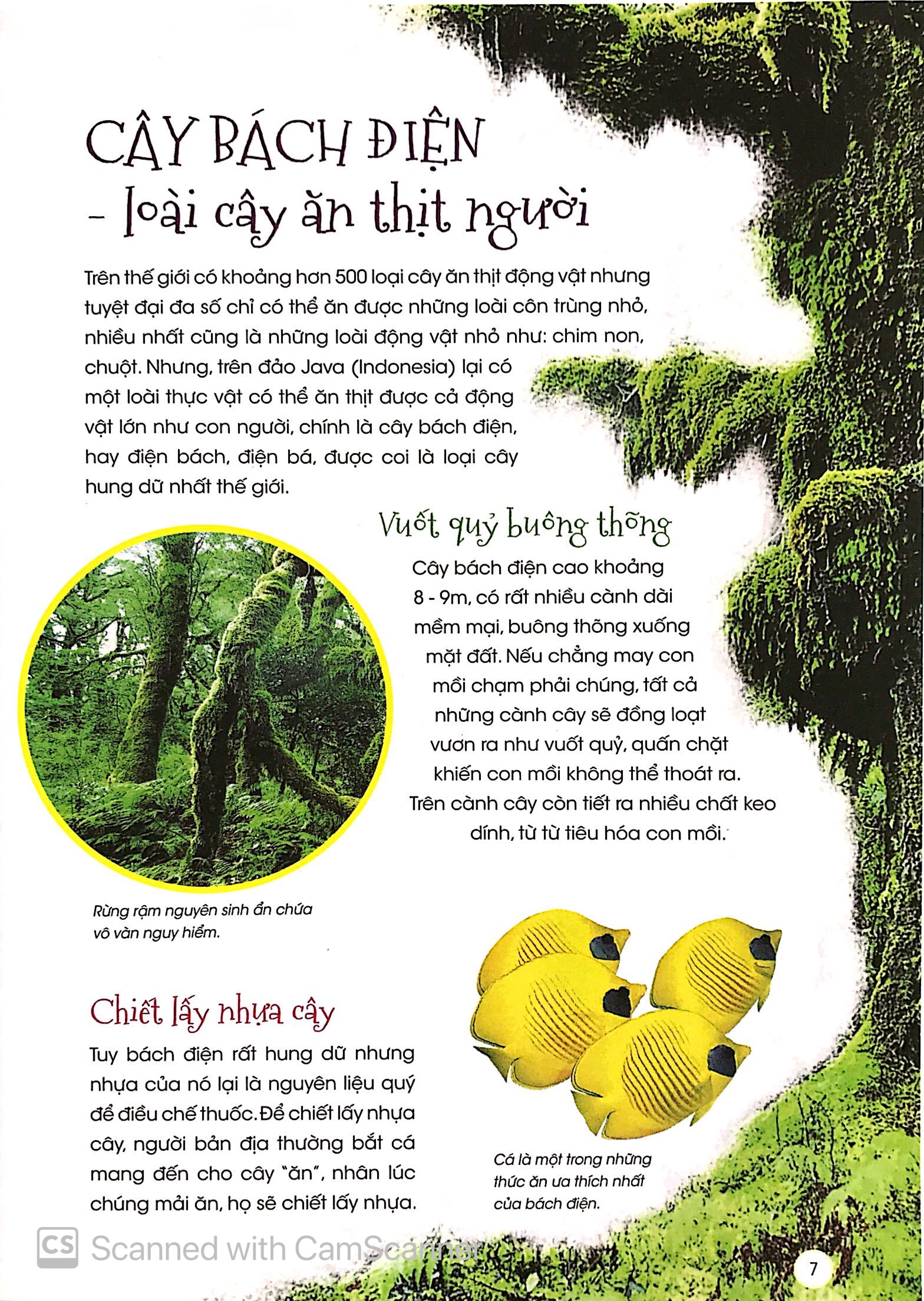 thiên nhiên - những bí mật còn ẩn giấu - thực vật thần kỳ - Ảnh 4