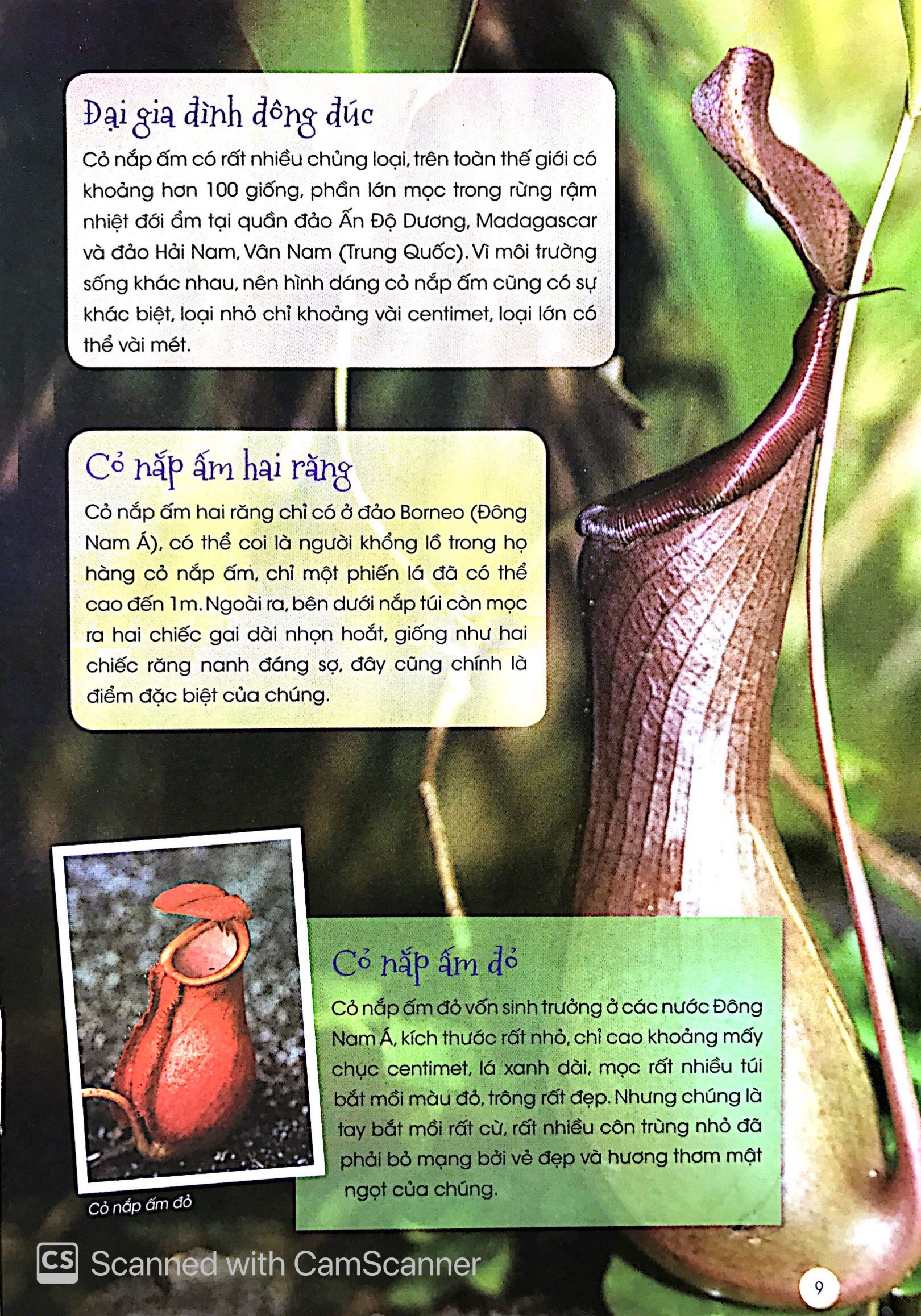 thiên nhiên - những bí mật còn ẩn giấu - thực vật thần kỳ - Ảnh 6