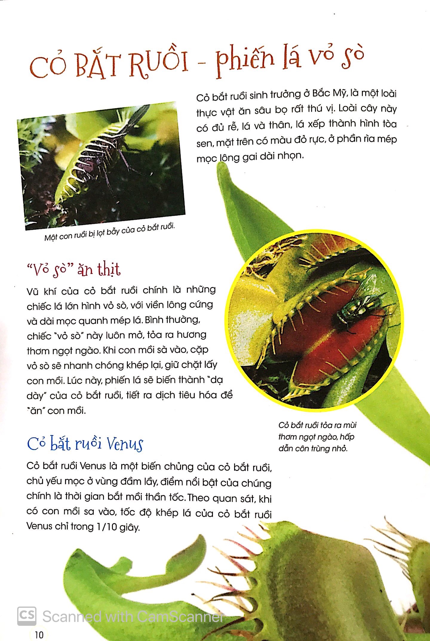 thiên nhiên - những bí mật còn ẩn giấu - thực vật thần kỳ - Ảnh 7