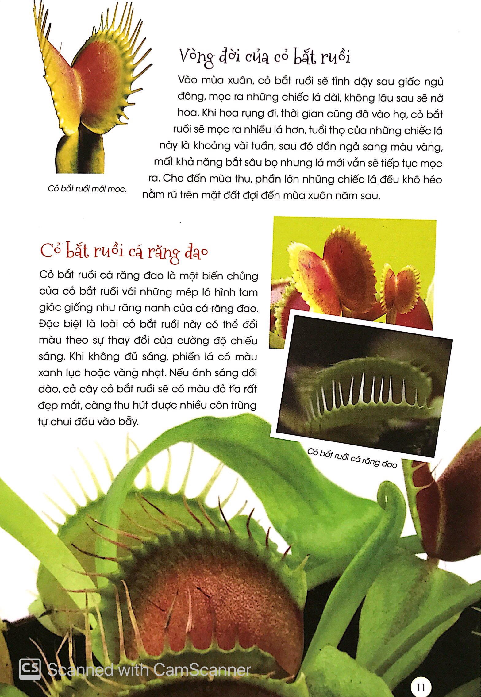 thiên nhiên - những bí mật còn ẩn giấu - thực vật thần kỳ - Ảnh 8