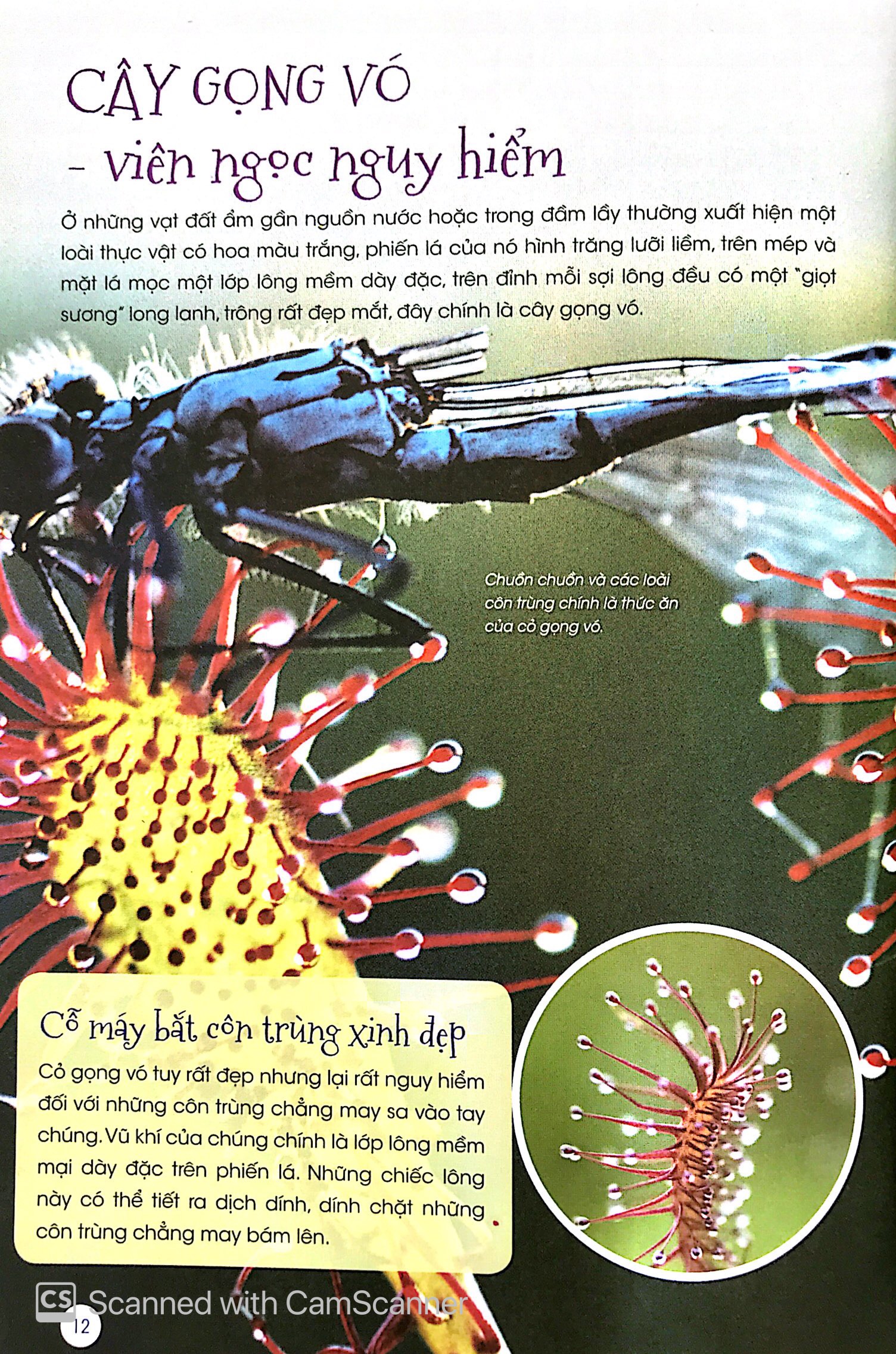 thiên nhiên - những bí mật còn ẩn giấu - thực vật thần kỳ - Ảnh 9