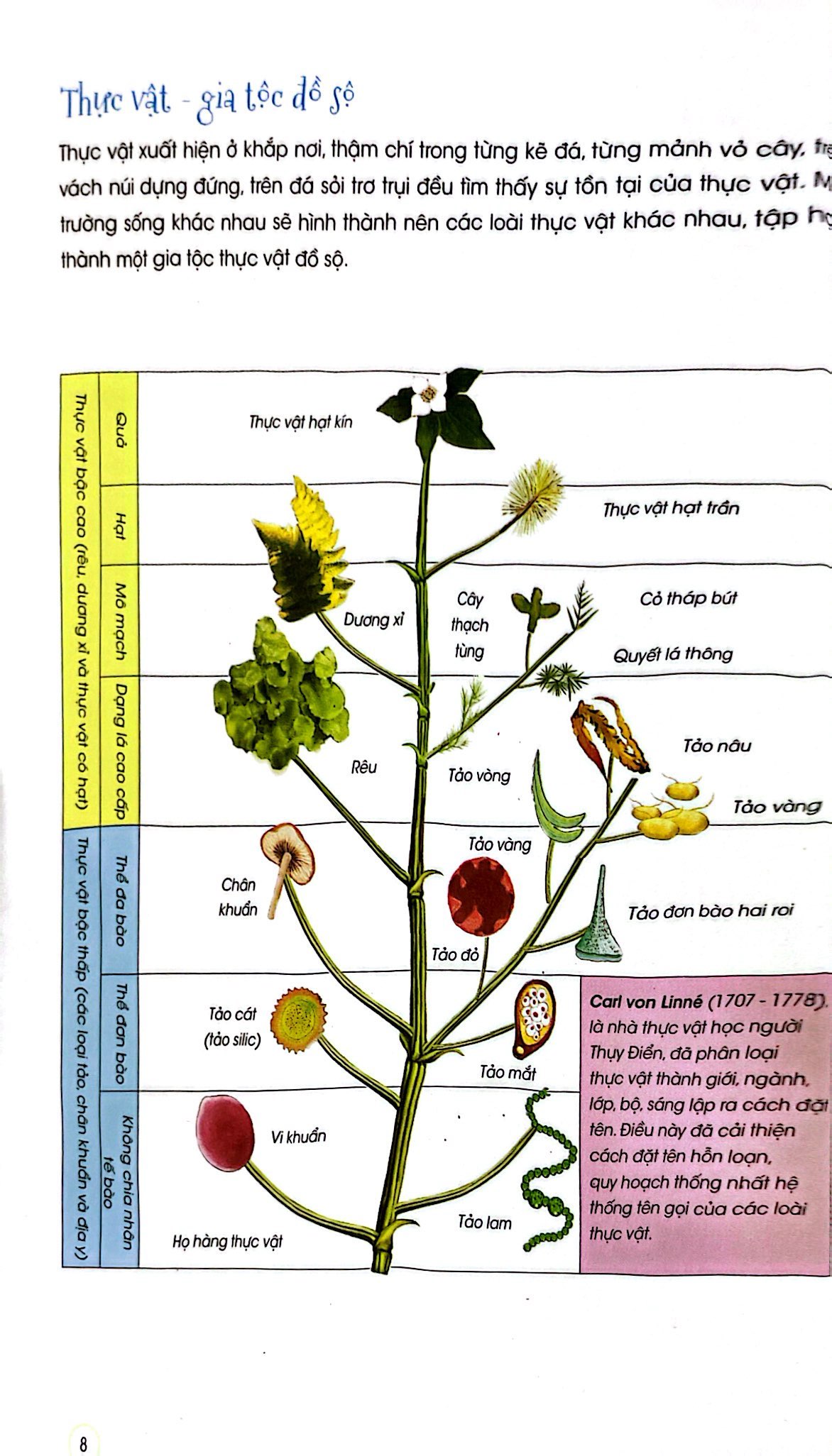 thiên nhiên - những bí mật còn ẩn giấu - thực vật xinh đẹp - Ảnh 6