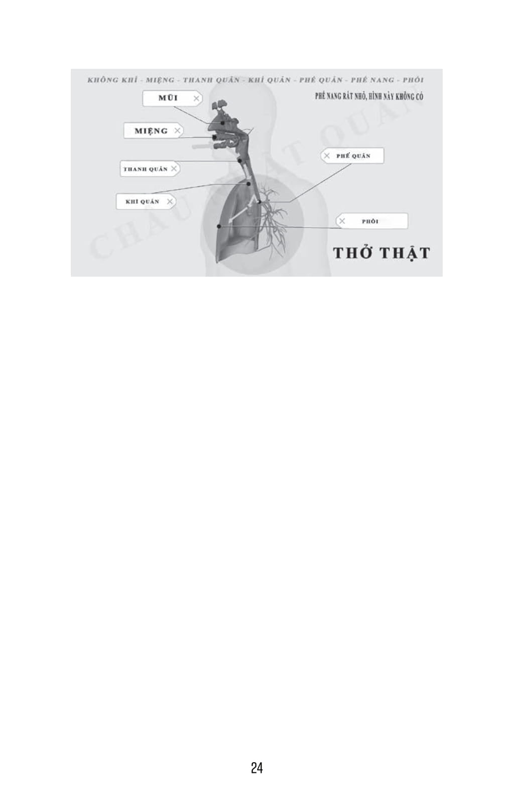 Thở Thật - Thở Giả - Thay Đổi Nhỏ-Khác Biệt To - Bí Quyết Nổi, Bơi Xa Không Mệt - Ảnh 11