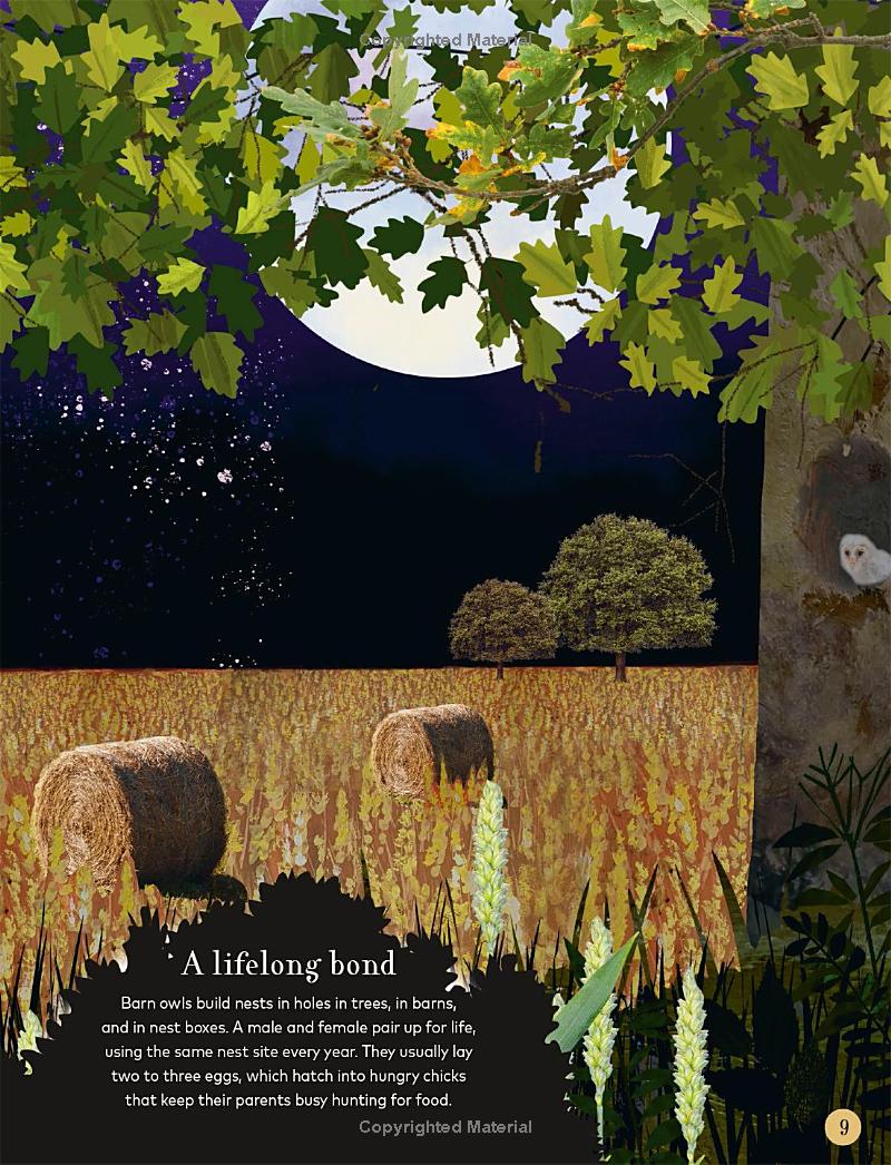 through the night sky: a collection of amazing adventures under the stars - Ảnh 11