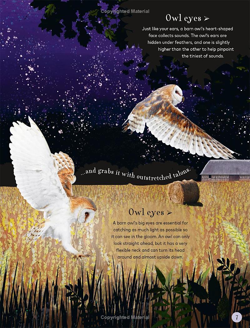 through the night sky: a collection of amazing adventures under the stars - Ảnh 9