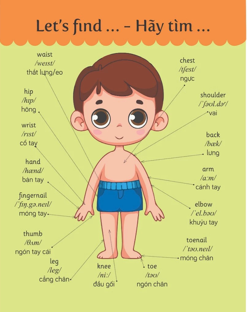 Thư Viện Hình Ảnh Cho Bé Mỗi Ngày - 600+ Từ Vựng Tiếng Anh Đầu Tiên Cho Bé - Song Ngữ Anh-Việt - Ảnh 4