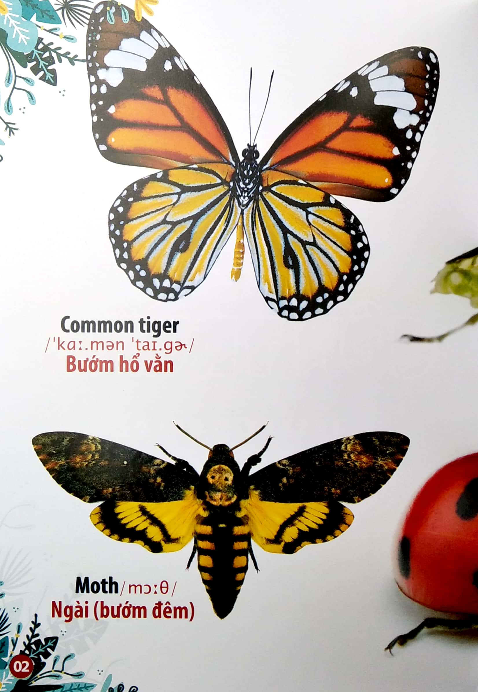 thư viện hình ảnh song ngữ đầu tiên của bé - côn trùng và bò sát - Ảnh 3