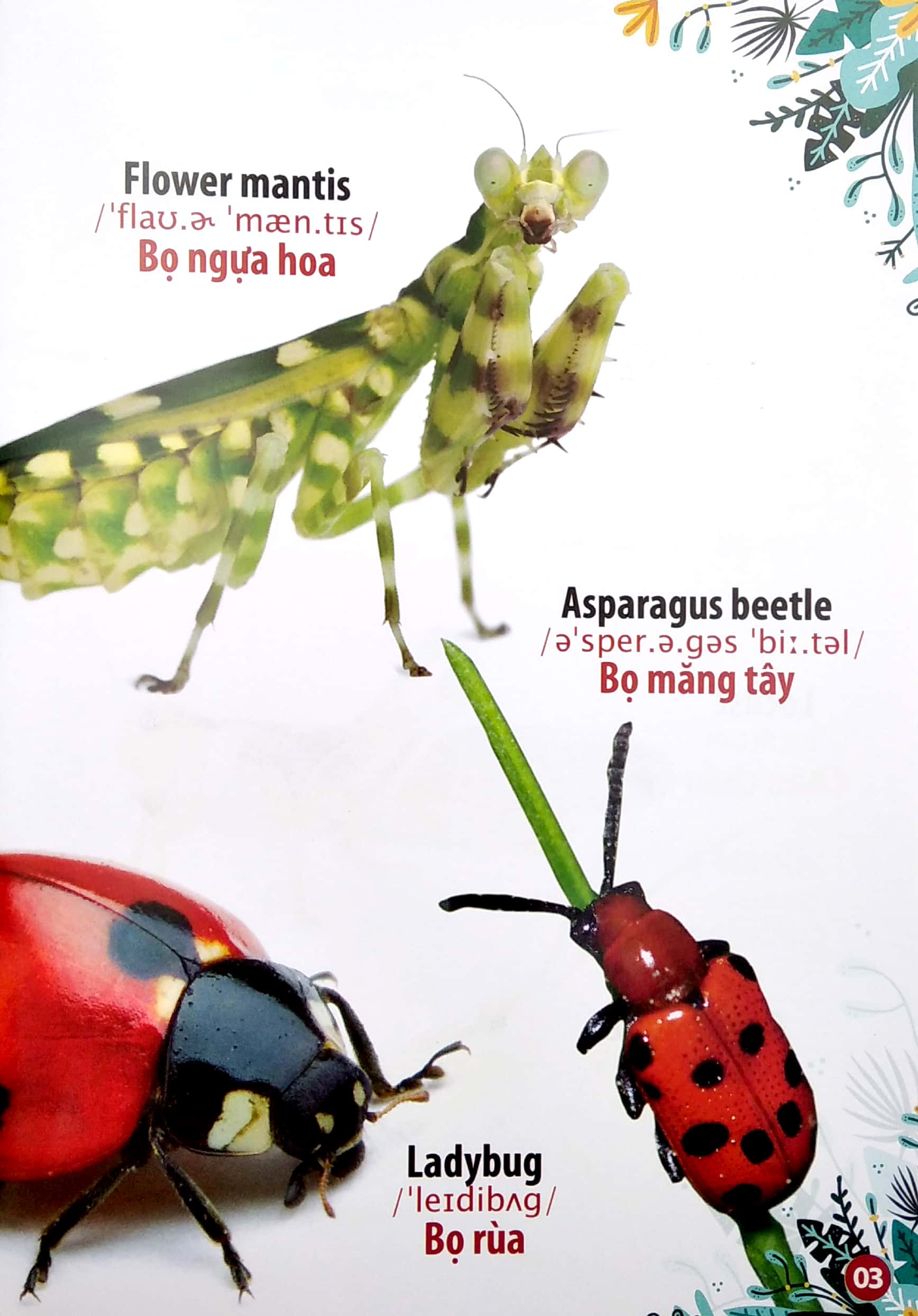 thư viện hình ảnh song ngữ đầu tiên của bé - côn trùng và bò sát - Ảnh 4