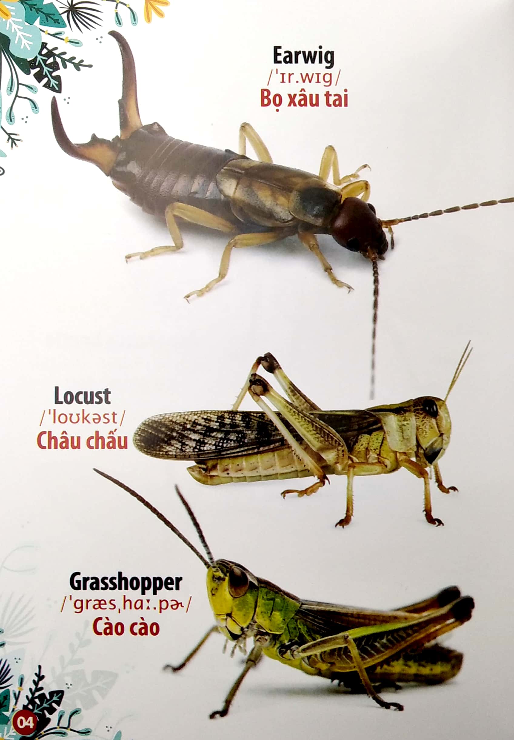thư viện hình ảnh song ngữ đầu tiên của bé - côn trùng và bò sát - Ảnh 5