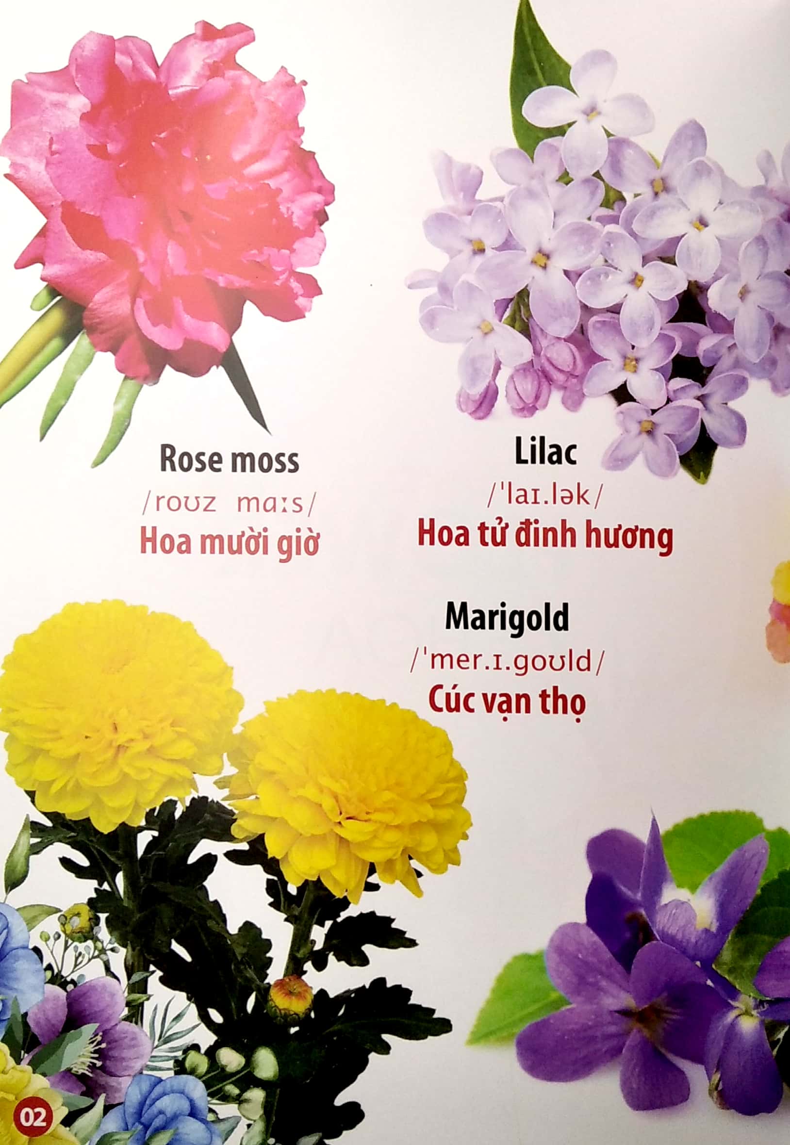 thư viện hình ảnh song ngữ đầu tiên của bé - hoa - rau củ - quả - Ảnh 3