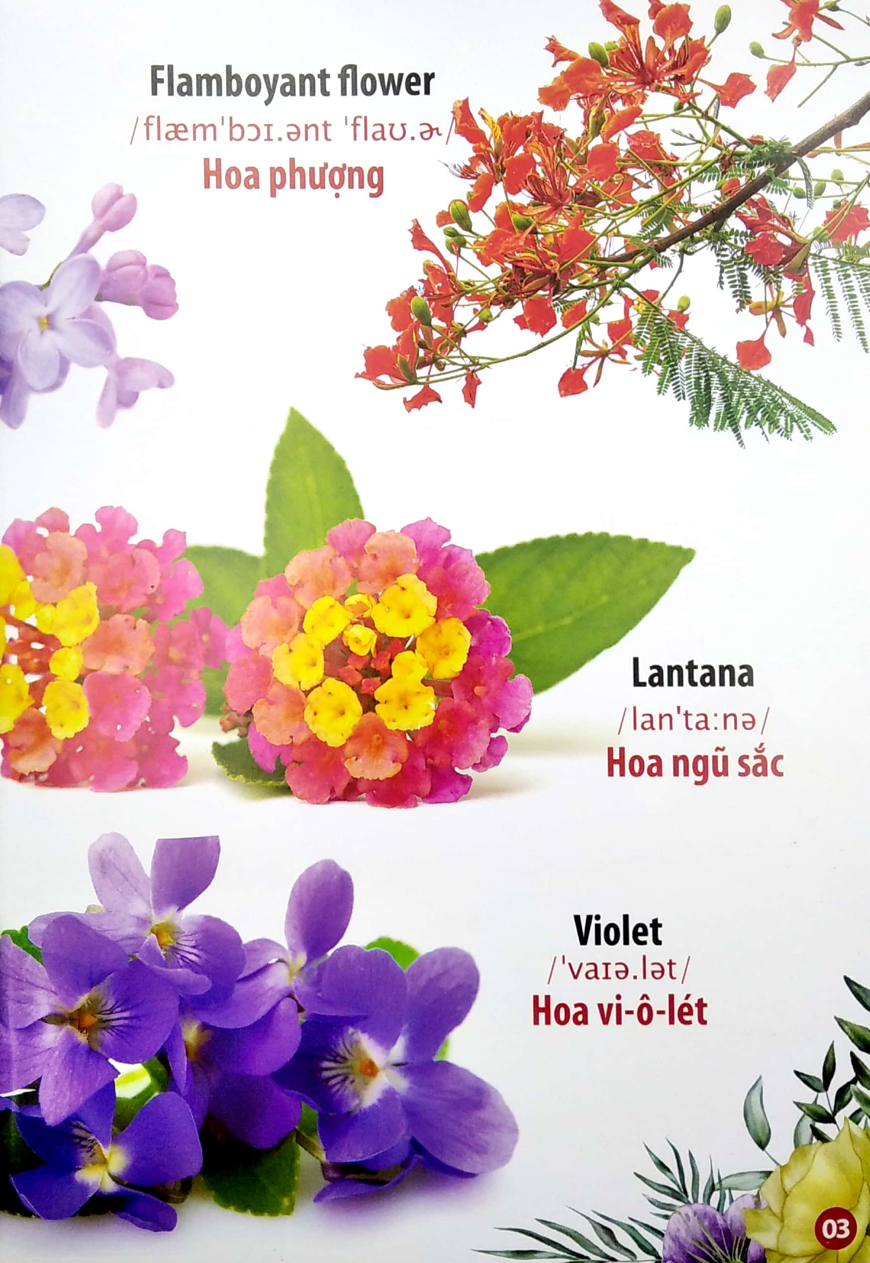 thư viện hình ảnh song ngữ đầu tiên của bé - hoa - rau củ - quả - Ảnh 4