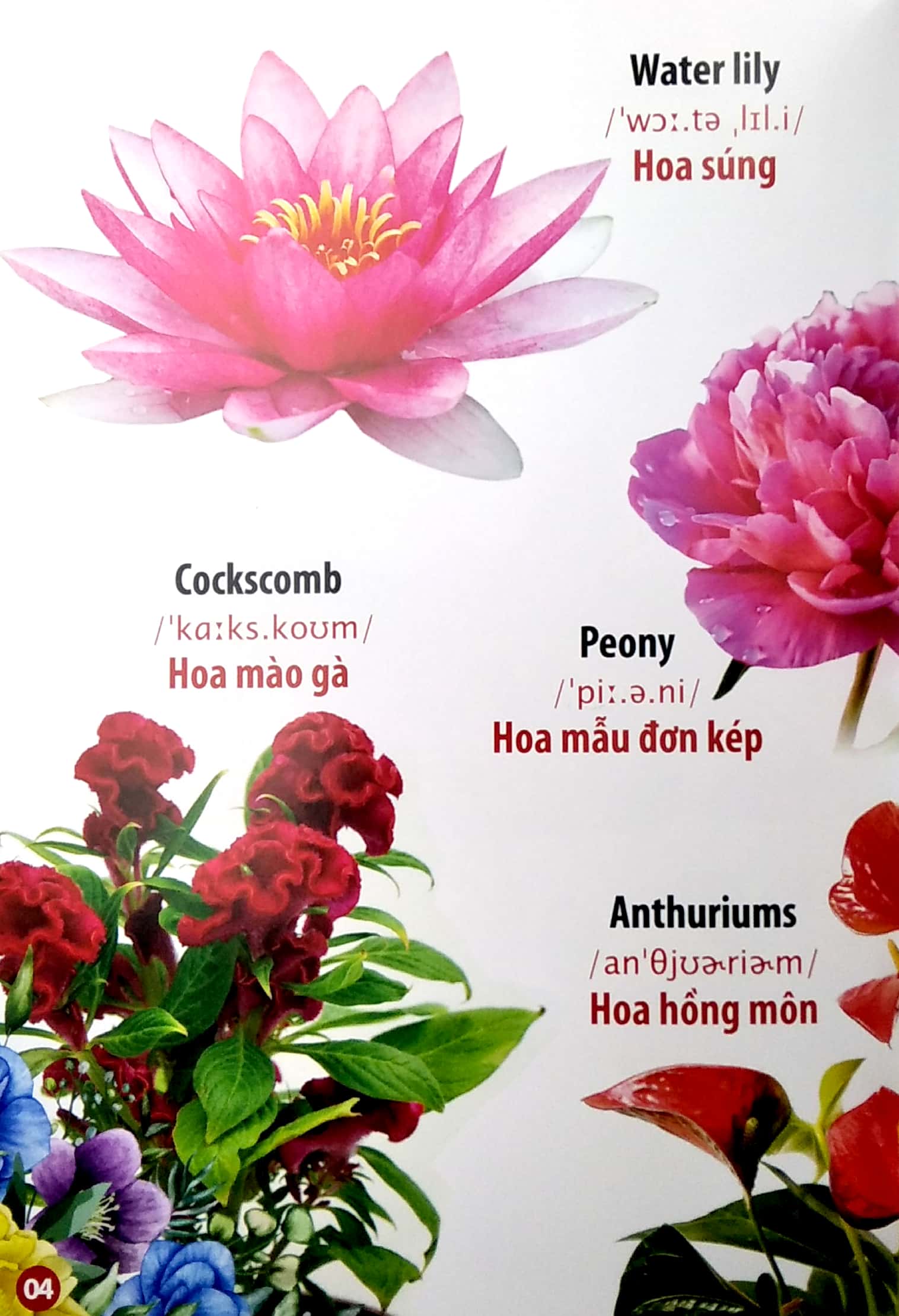 thư viện hình ảnh song ngữ đầu tiên của bé - hoa - rau củ - quả - Ảnh 5