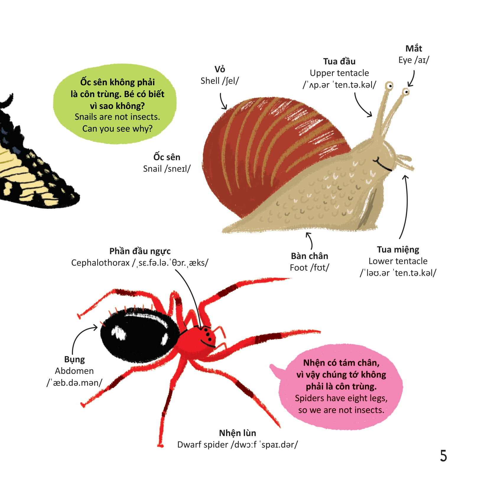 thư viện từ vựng đầu đời cho bé - các loài sâu bọ - bugs! - Ảnh 4