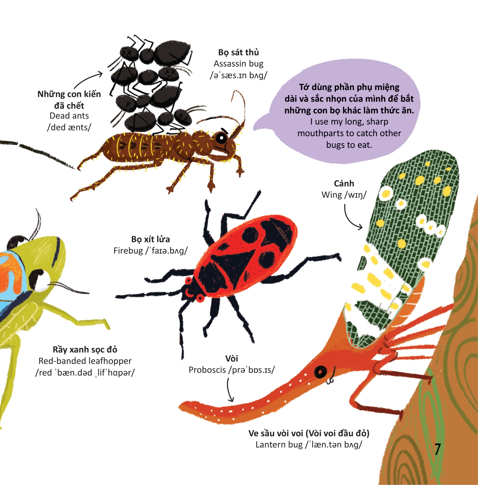 thư viện từ vựng đầu đời cho bé - các loài sâu bọ - bugs! - Ảnh 6