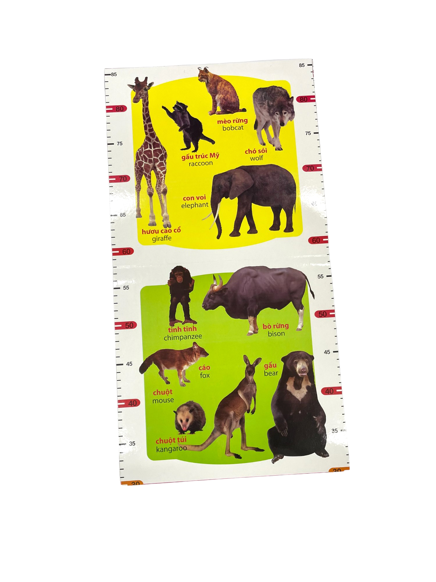 thước đo chiều cao - động vật hoang dã (trí việt) - Ảnh 3