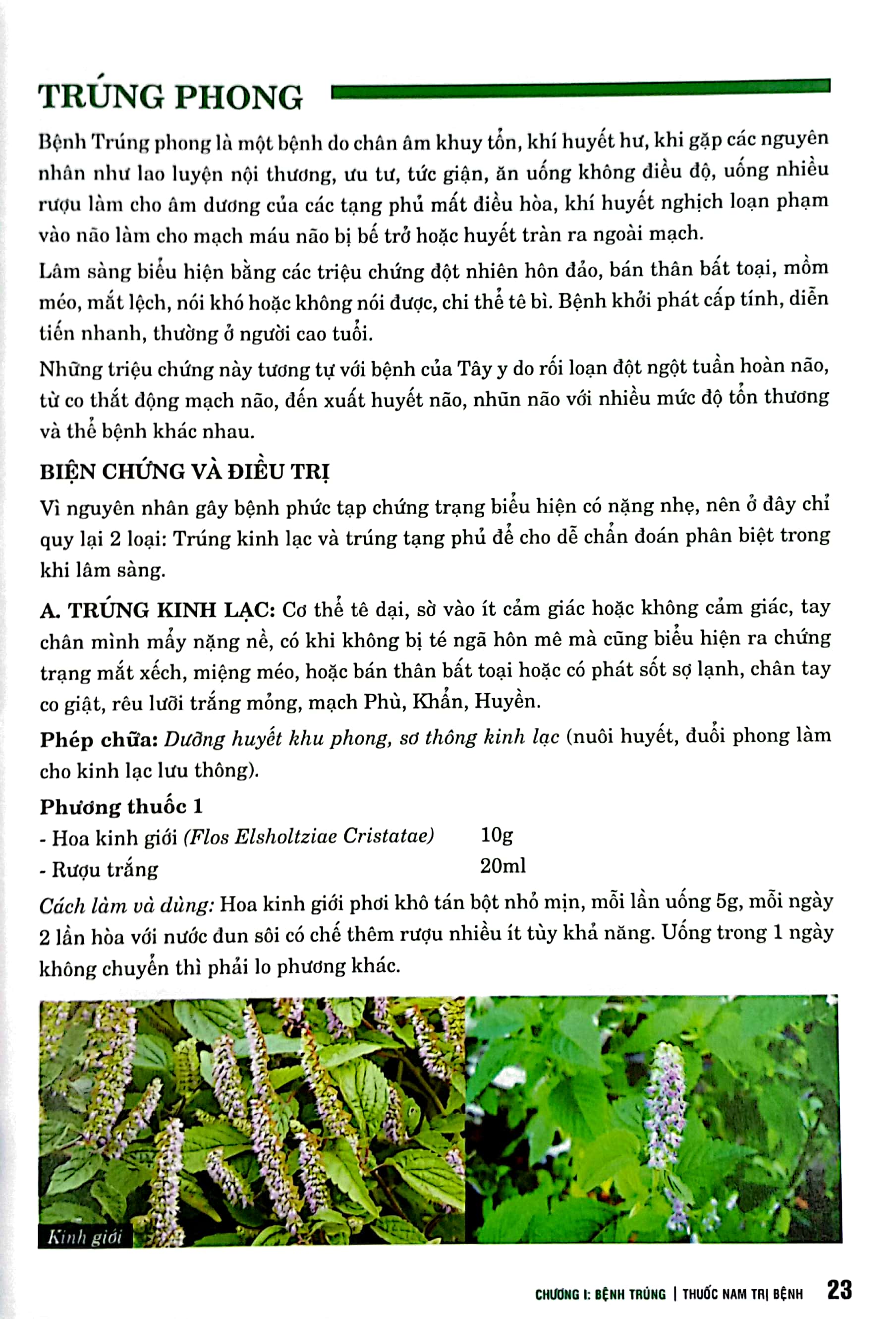 thuốc nam trị bệnh - bìa cứng - Ảnh 4