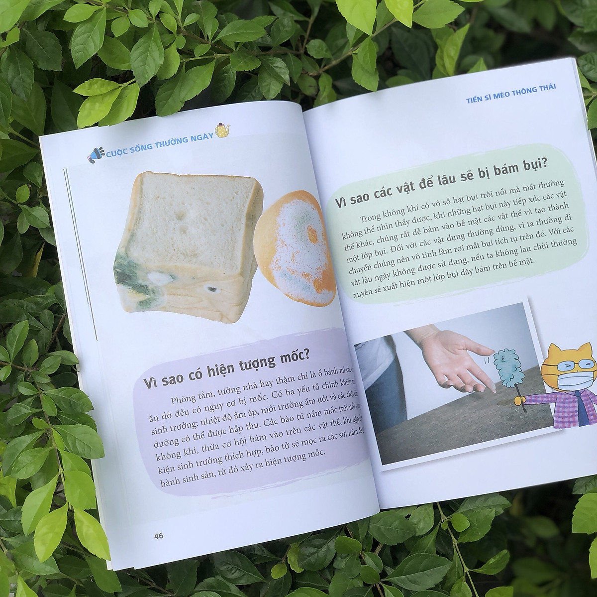 tiến sĩ mèo thông thái - cuộc sống thường ngày - Ảnh 3