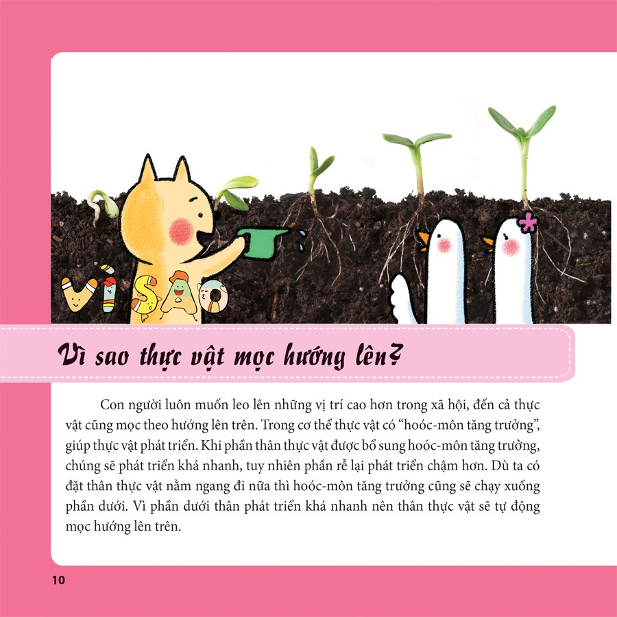 tiến sĩ mèo thông thái - thực vật diệu kì - Ảnh 3