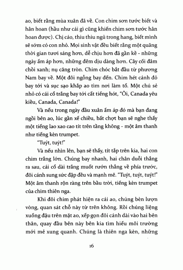 tiếng kèn thiên nga - Ảnh 11