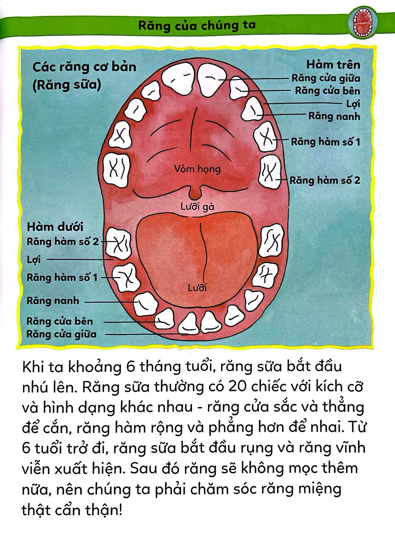 tiểu học toàn diện - chăm sóc răng miệng - Ảnh 4