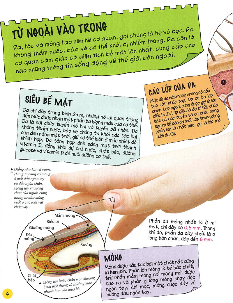 tìm hiểu về: cơ thể người - Ảnh 4